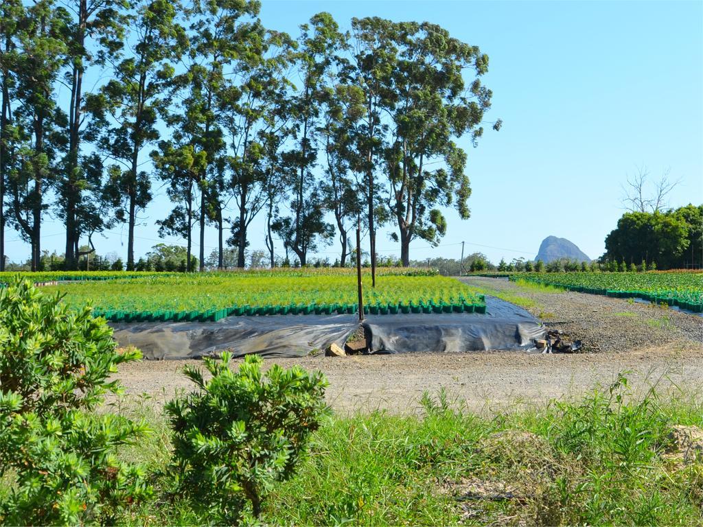 Beerwah Glasshouse Motel エクステリア 写真